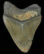 Bargain, Juvenile Megalodon Tooth - North Carolina #68033-1